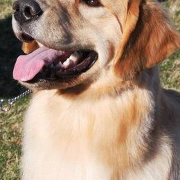 Golden Retrievers from Rubicon Golden Retrievers