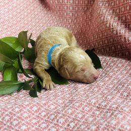 St. Jude - Apricot male Goldendoodle puppy in Denison, Iowa from Violet View Iowa Goldendoodles