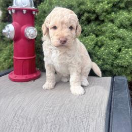 Cream - Cream male Goldendoodle puppy in Mc Cutchenville, Ohio from Dawn's Doodles