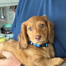 Fred Flintstone - Dapple male Dachshund puppy in Commerce, Texas from Devoted Doxies Cream Dachshund