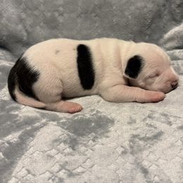 Aspen - Black brindle female American Staffordshire Terrier puppy in Marietta, Georgia from Ambition Amstaffs