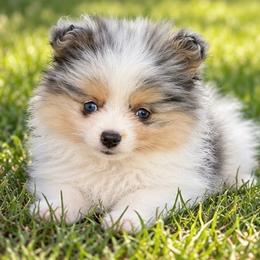 Esmeralda - Blue merle and tan tri female Pomeranian puppy in Buck Valley, Pennsylvania from Buck Valley Pomeranians