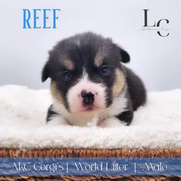 Reef - Black and tan male Pembroke Welsh Corgi puppy in Pine Village, Indiana from NL Horsemanship