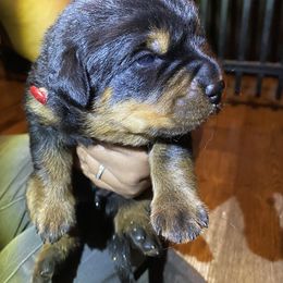 Rottweiler Puppies from Von Zak Kennels