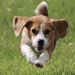 Beagle All Grown Up from Redd Devils
