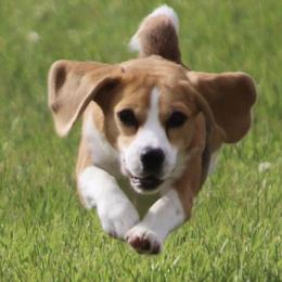 Beagle All Grown Up from Redd Devils