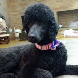 Poodles from Black Standard Poodle Puppies
