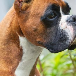 Stella - Boxer