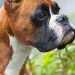 Stella - Boxer
