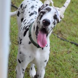 Great Dane Puppies from Dynamic Danes