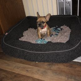 French Bulldog Puppies from 805 Founding Frenchies