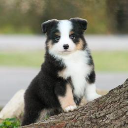 Theodore - Black tri male Miniature American Shepherd puppy in Palacios, Texas from Coastal’s Miniature American Shepherds