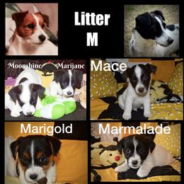 Beagle, Jack Russell Terrier, and Russell Terrier Puppies from Mountain Top