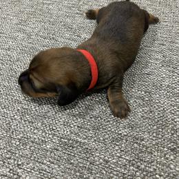 Boy 2 - Sable male Dachshund puppy in Miami, Florida from Marble Dachshunds