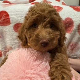 Basil - Apricot female Poodle puppy in Haines City, Florida from Noelle Poodles