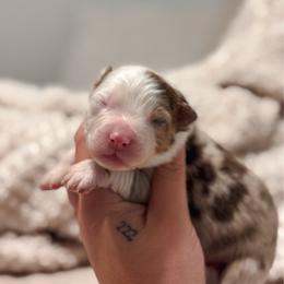 Phoenix AKC - Red merle male Australian Shepherd puppy in Polk City, Florida from Skaky Shepherds
