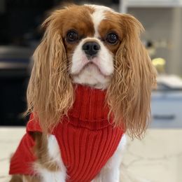 Cavalier King Charles Spaniels from Postma’s Puppies