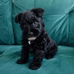 Tiny Valentine's Day Girl - Black female Miniature Schnauzer puppy in El Reno, Oklahoma from Shannon's Miniature Schnauzers