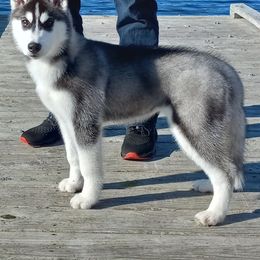 Siberian Husky Puppies from Shadow Wood Forest Kennel