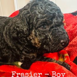 Frasier - Phantom male Bernedoodle puppy in Sherman, Illinois from Shirl Doodle Life