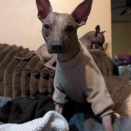 Zero - Xoloitzcuintli
