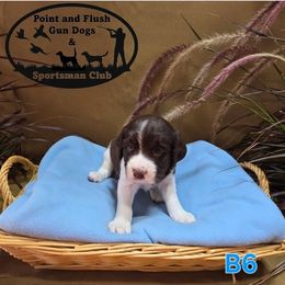 Boy 6 - Liver and white male English Springer Spaniel puppy in Potosi, Wisconsin from Point and Flush Gun Dogs