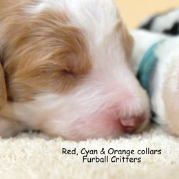 Poodle Puppies from Furball Forest Poodles