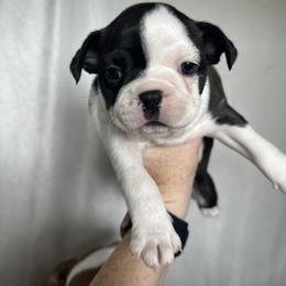 Bonnie - Black brindle and white female Boston Terrier puppy in Rock Hill, South Carolina from Brave Little Bostons in South Carolina