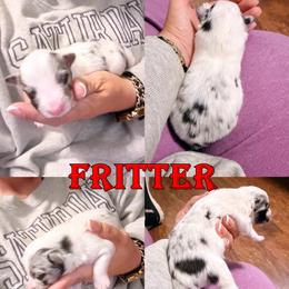 Fritter - Bi Blue Boy - Blue merle male Toy Shetland Sheepdog puppy in Frazeysburg, Ohio from Mountain High Kennels