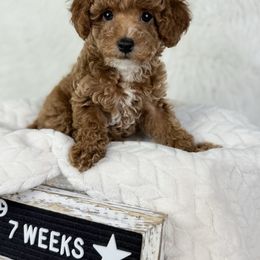 Beans - Cafe au lait female Poodle puppy in Florida from Adorable Toy-Miniature Poodles