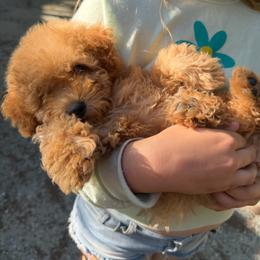 Bear - Red  male Poodle puppy in Grass Valley, California from Cuddle Paws Poodles