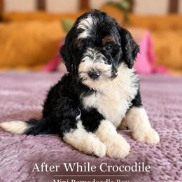 After while crocodile - Tri-color male Bernedoodle puppy in Grove, Oklahoma from Guinn Family Farms