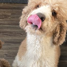 Labrador Retrievers from Sagebrush Labradors and Doodles