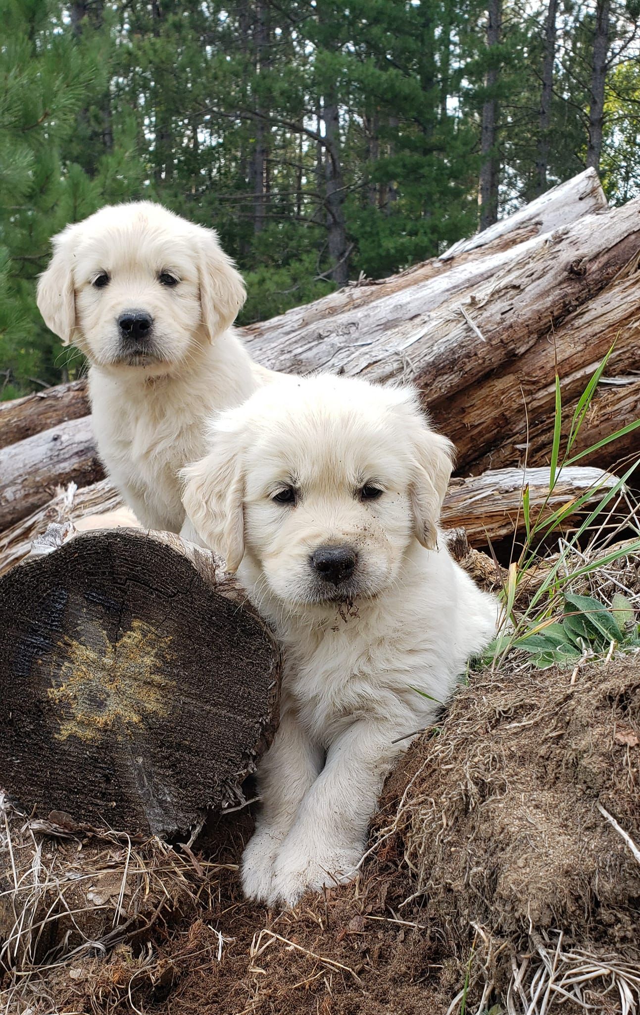 Highroller Golden Retrievers In Minnesota Golden Retriever Puppies