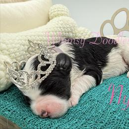 Nyx - Black and white female Bernedoodle puppy in Omaha, Nebraska from Whimsy Doodles