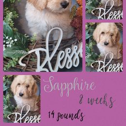 Girl 1 - Saint Berdoodle puppy in St. Maries, Idaho from Casseldoodles @ CasselFarm
