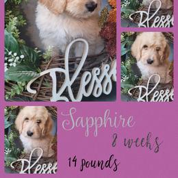 Girl 1 - Saint Berdoodle puppy in St. Maries, Idaho from Casseldoodles @ CasselFarm