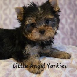 Gianna - Black and tan female Yorkshire Terrier puppy in Luray, Tennessee from Little Angel Yorkies