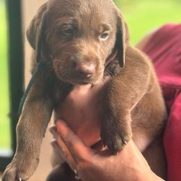 Light Blue Collar - Chocolate male Labrador Retriever puppy in Winchester, Kentucky from Bourbon Country Retrievers