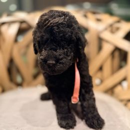 Amy Mitchell - Black female Goldendoodle puppy in Houston, Texas from Were The Mack'Doodles