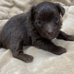 Puppy 3 - Brown and white female Aussiedoodle puppy in Spring Hill, Tennessee from Duke's Mini & Toy Australian Shepherds & Aussiedoodles