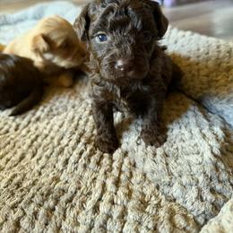 Goldendoodle and Havapoo Puppies from Poodle an Doodles 3:16