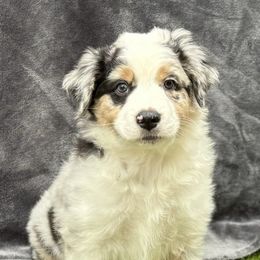 Australian Shepherds from Lake Arrowhead Aussies