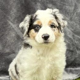 Australian Shepherds from Lake Arrowhead Aussies