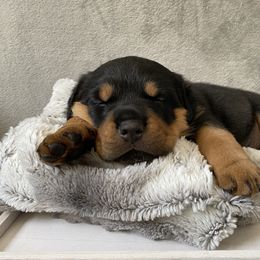 Rottweiler Puppies from Happy Rottweilers