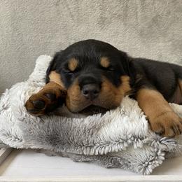 Rottweiler Puppies from Happy Rottweilers