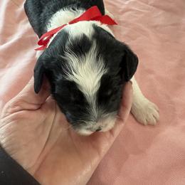 Marcia - Black and white female Sheepadoodle puppy in Leeton, Missouri from Jane Farrell