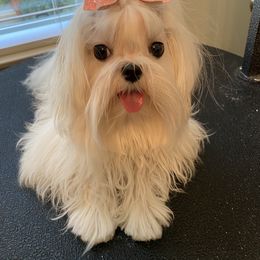 Maltese All Grown Up from A Maltese 4U