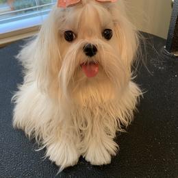 Maltese All Grown Up from A Maltese 4U