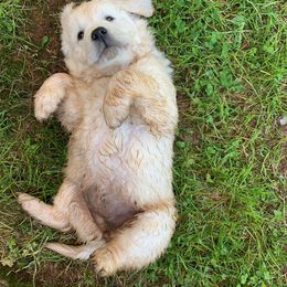 Golden Retriever Puppies from Autumn Lane Goldens